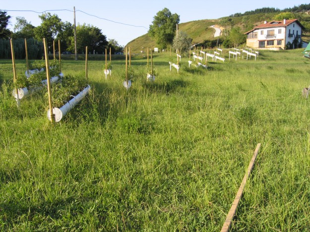 27 tubes de culture de 30cm de diamètre par 5 mètre de long chacun semble dévaller un champ. Y poussent des tomates.
