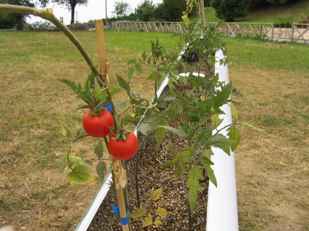 Les visiteurs sont invités à cueillir les tomates, les peser, les acheter bon marché. Deux tonnes de tomates : l’agriculteur qui s’en occupe paye son été.