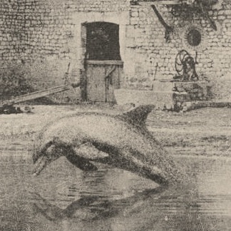 Des dauphins à la campagne